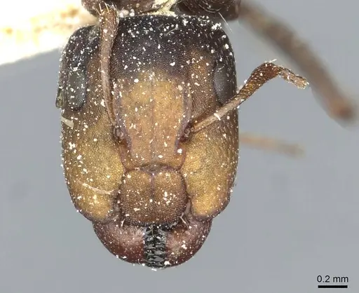 Camponotus aequitas specimen CASENT0911815 image casent0911815_2