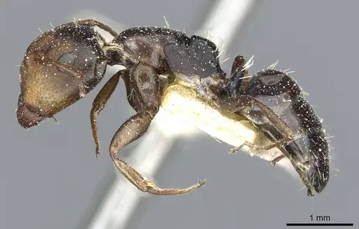 Camponotus aequitas specimen CASENT0911815 image casent0911815_3