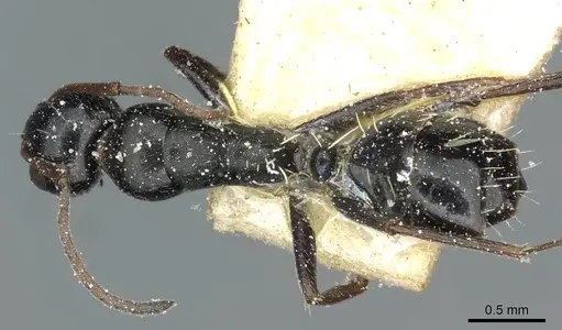 Camponotus aequitas specimen CASENT0911816 image casent0911816_1