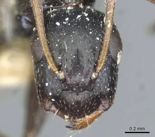 Camponotus aequitas specimen CASENT0911816 image casent0911816_2
