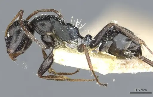 Camponotus aequitas specimen CASENT0911816 image casent0911816_3