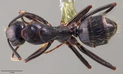 Camponotus aethiops specimen ANTWEB1060150 image antweb1060150_1