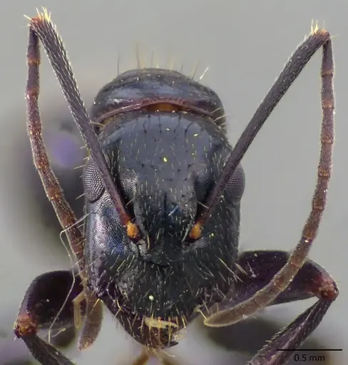 Camponotus aethiops specimen ANTWEB1060150 image antweb1060150_2