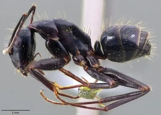 Camponotus aethiops specimen ANTWEB1060150 image antweb1060150_3