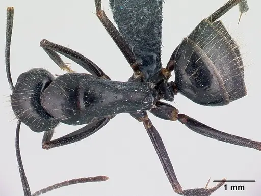 Camponotus aethiops specimen CASENT0179459 image casent0179459_1