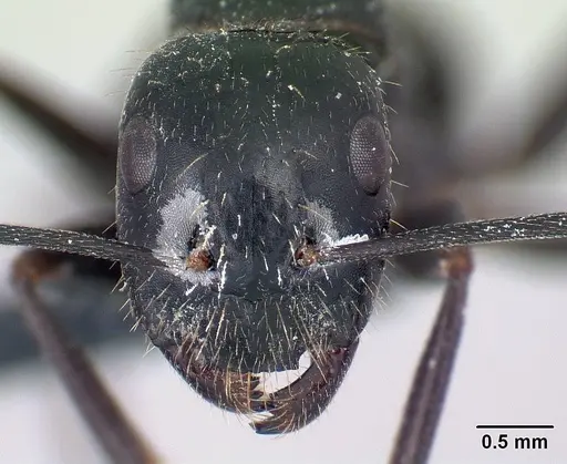 Camponotus aethiops specimen CASENT0179459 image casent0179459_2