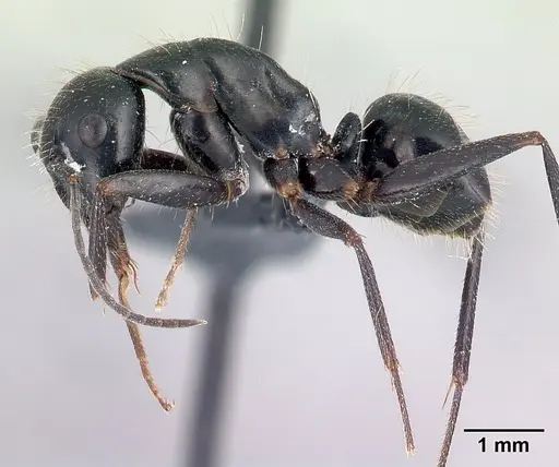 Camponotus aethiops specimen CASENT0179459 image casent0179459_3