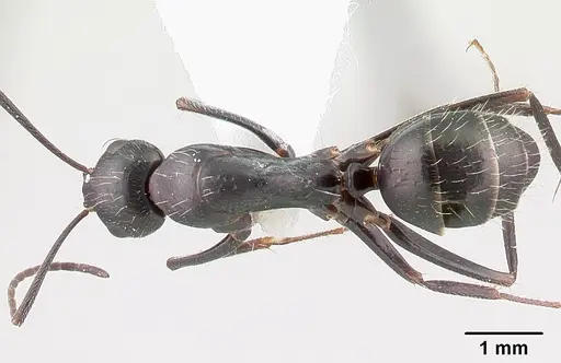 Camponotus aethiops specimen CASENT0179864 image casent0179864_1