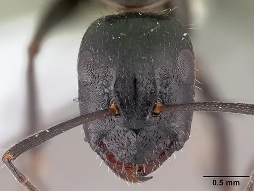 Camponotus aethiops specimen CASENT0179864 image casent0179864_2