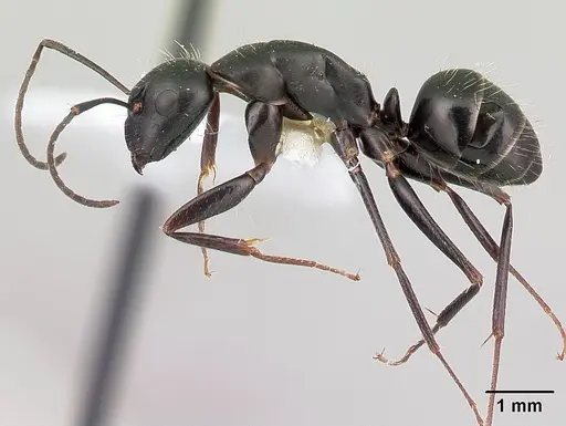 Camponotus aethiops specimen CASENT0179864 image casent0179864_3