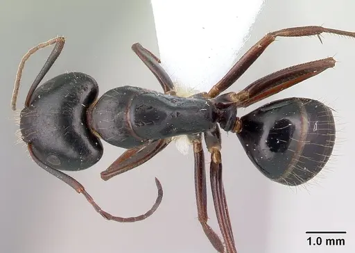 Camponotus aethiops specimen CASENT0179865 image casent0179865_1