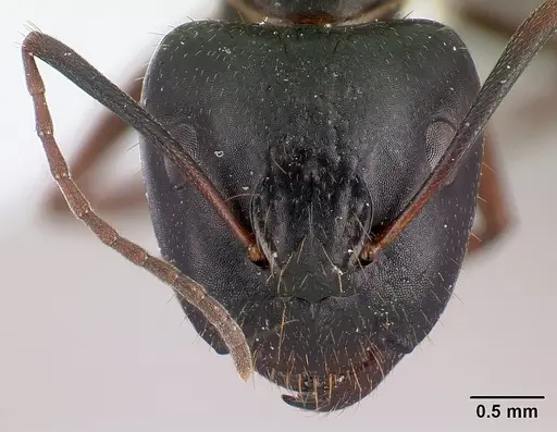 Camponotus aethiops specimen CASENT0179865 image casent0179865_2