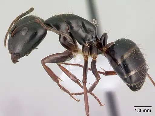 Camponotus aethiops specimen CASENT0179865 image casent0179865_3