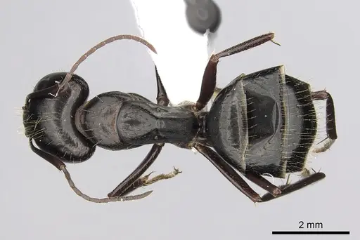 Camponotus aethiops specimen CASENT0249965 image casent0249965_1