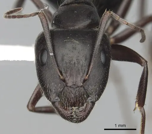 Camponotus aethiops specimen CASENT0249965 image casent0249965_2