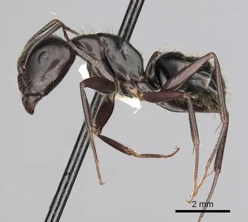 Camponotus aethiops specimen CASENT0249965 image casent0249965_3
