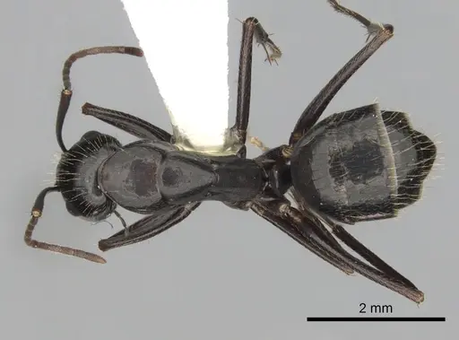 Camponotus aethiops specimen CASENT0249966 image casent0249966_1
