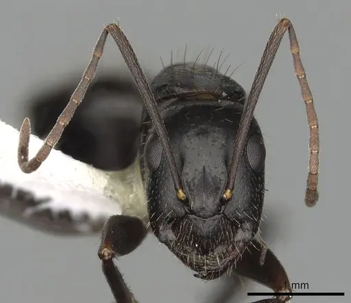 Camponotus aethiops specimen CASENT0249966 image casent0249966_2