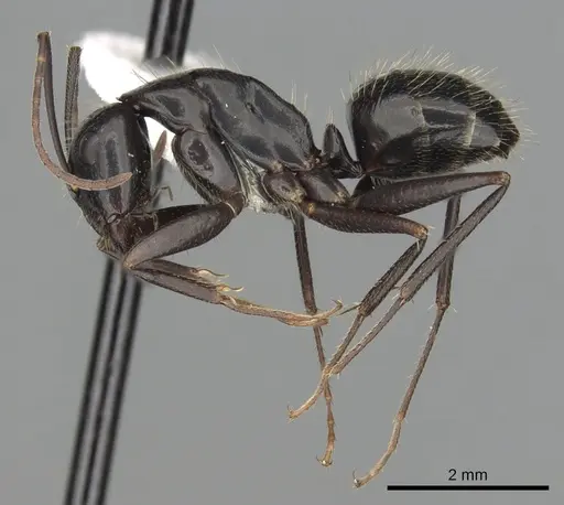 Camponotus aethiops specimen CASENT0249966 image casent0249966_3
