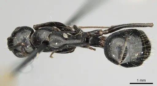 Camponotus aethiops specimen CASENT0280611 image casent0280611_1