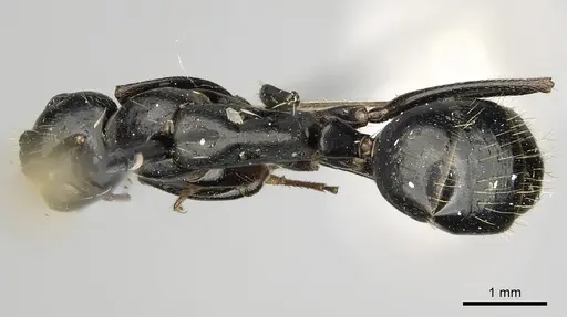 Camponotus aethiops specimen CASENT0280611 image casent0280611_2