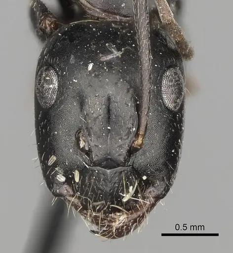 Camponotus aethiops specimen CASENT0280611 image casent0280611_3