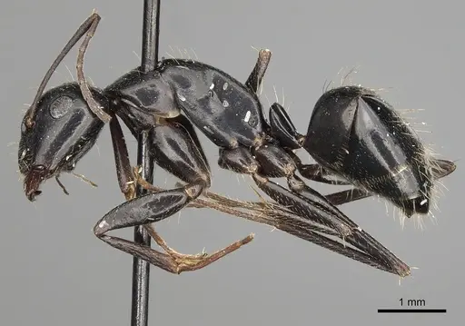 Camponotus aethiops specimen CASENT0280611 image casent0280611_4