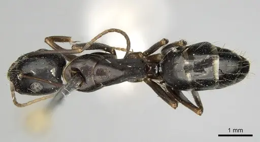 Camponotus aethiops specimen CASENT0280612 image casent0280612_1