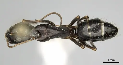 Camponotus aethiops specimen CASENT0280612 image casent0280612_2