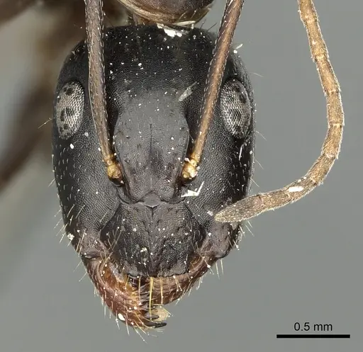 Camponotus aethiops specimen CASENT0280612 image casent0280612_3