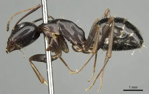 Camponotus aethiops specimen CASENT0280612 image casent0280612_4