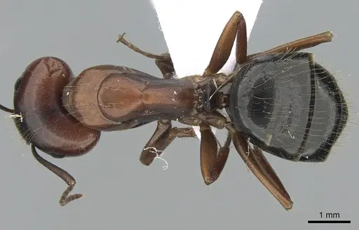Camponotus aethiops specimen CASENT0281577 image casent0281577_1