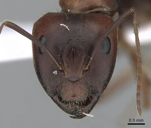 Camponotus aethiops specimen CASENT0281577 image casent0281577_2