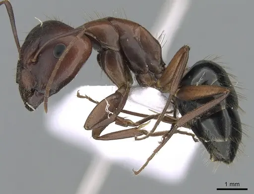 Camponotus aethiops specimen CASENT0281577 image casent0281577_3