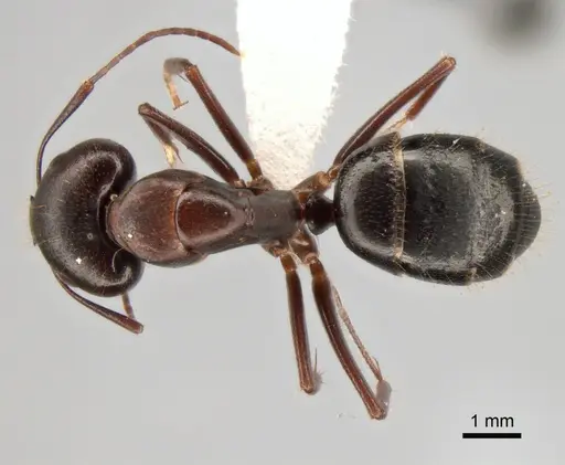 Camponotus aethiops specimen CASENT0882041 image casent0882041_1