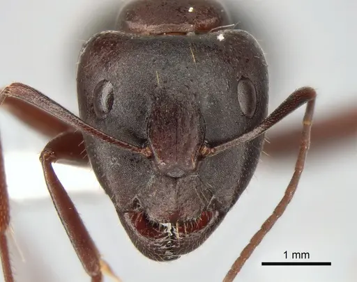 Camponotus aethiops specimen CASENT0882041 image casent0882041_2
