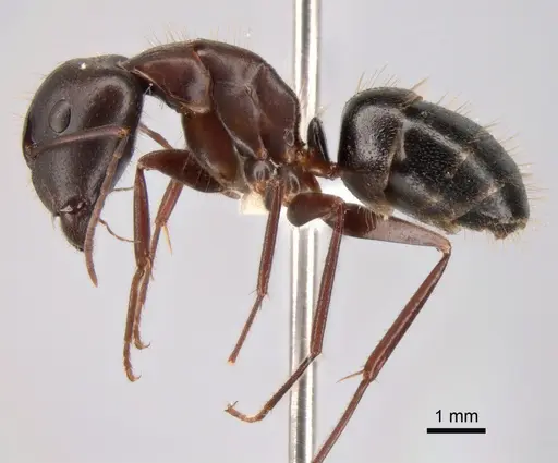 Camponotus aethiops specimen CASENT0882041 image casent0882041_3