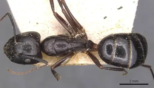 Camponotus aethiops specimen CASENT0905344 image casent0905344_1