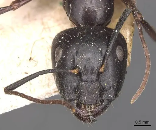 Camponotus aethiops specimen CASENT0905344 image casent0905344_2
