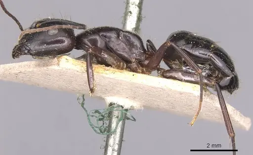 Camponotus aethiops specimen CASENT0905344 image casent0905344_3