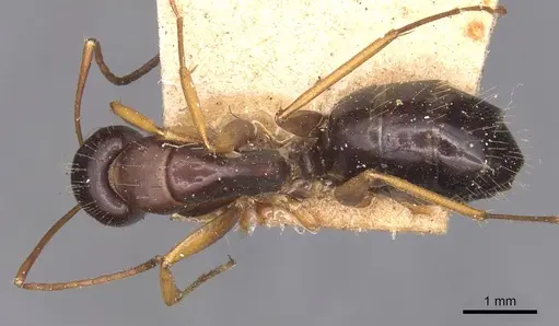 Camponotus aethiops specimen CASENT0905345 image casent0905345_1