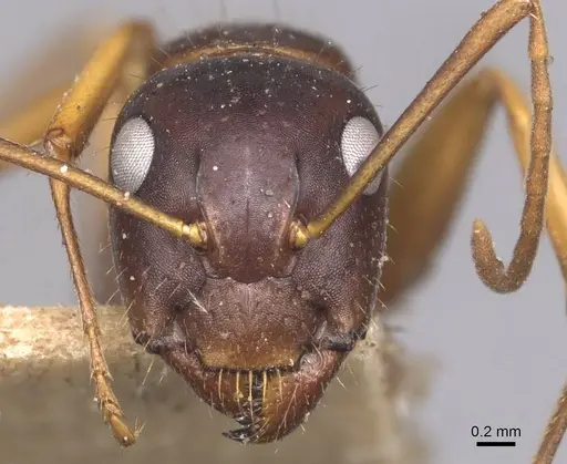 Camponotus aethiops specimen CASENT0905345 image casent0905345_2