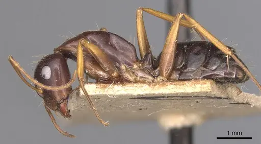 Camponotus aethiops specimen CASENT0905345 image casent0905345_3