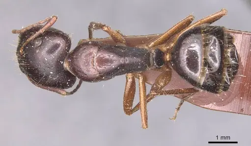 Camponotus aethiops specimen CASENT0905346 image casent0905346_1