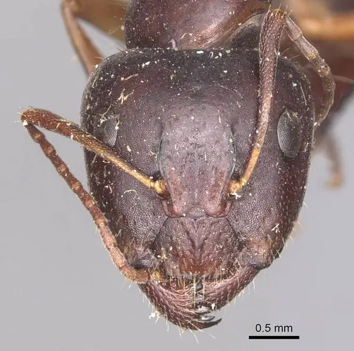 Camponotus aethiops specimen CASENT0905346 image casent0905346_2