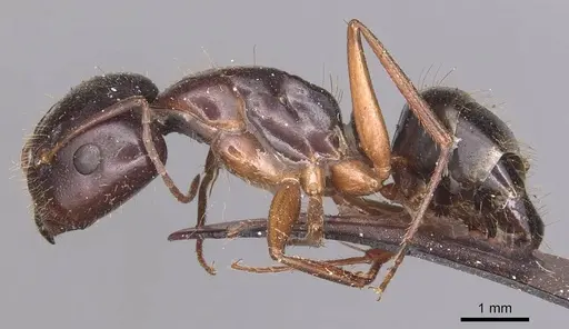 Camponotus aethiops specimen CASENT0905346 image casent0905346_3