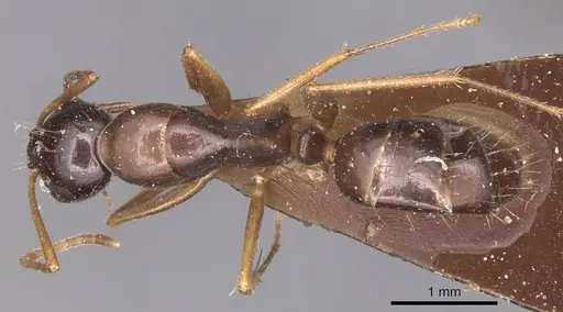 Camponotus aethiops specimen CASENT0905347 image casent0905347_1