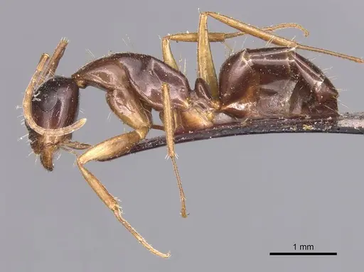 Camponotus aethiops specimen CASENT0905347 image casent0905347_3