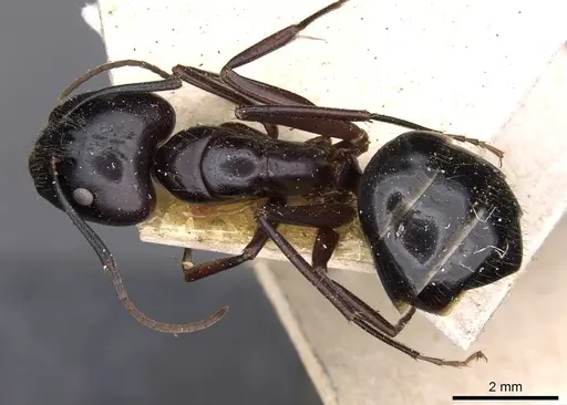 Camponotus aethiops specimen CASENT0910186 image casent0910186_1