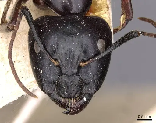 Camponotus aethiops specimen CASENT0910186 image casent0910186_2